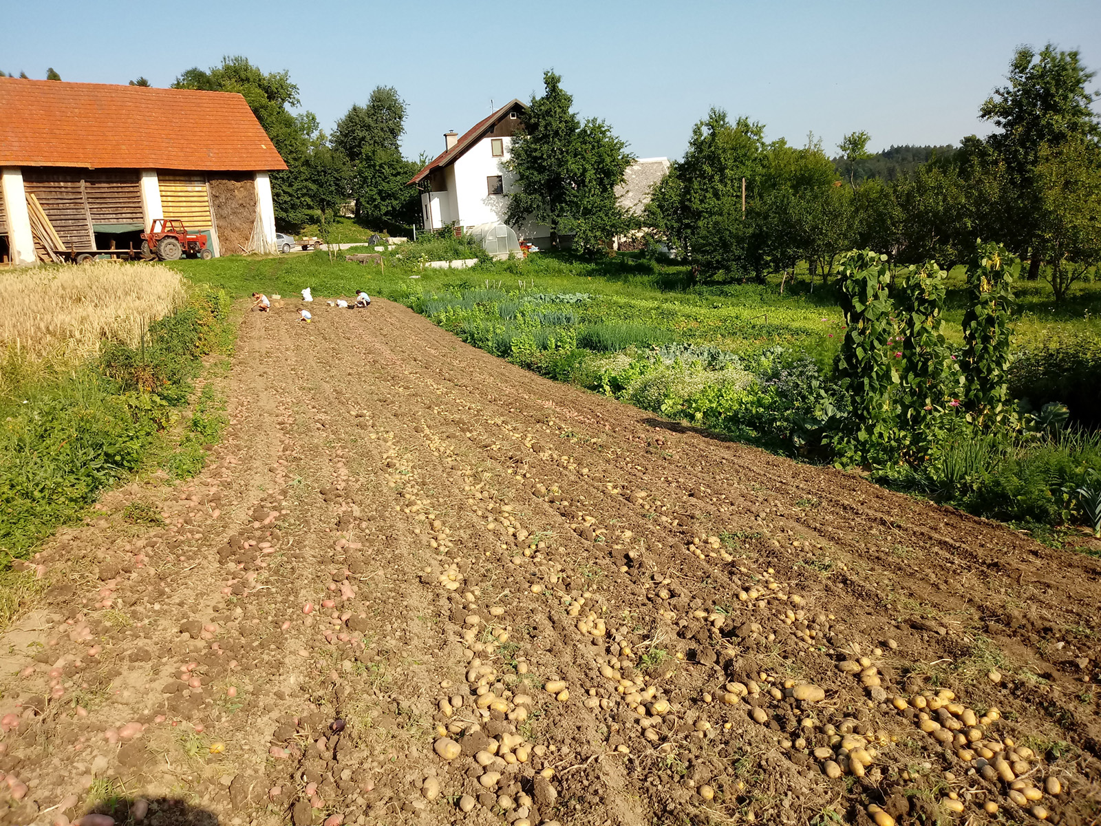 gallery/zelenjavni_vrt/20180731_173030.jpg