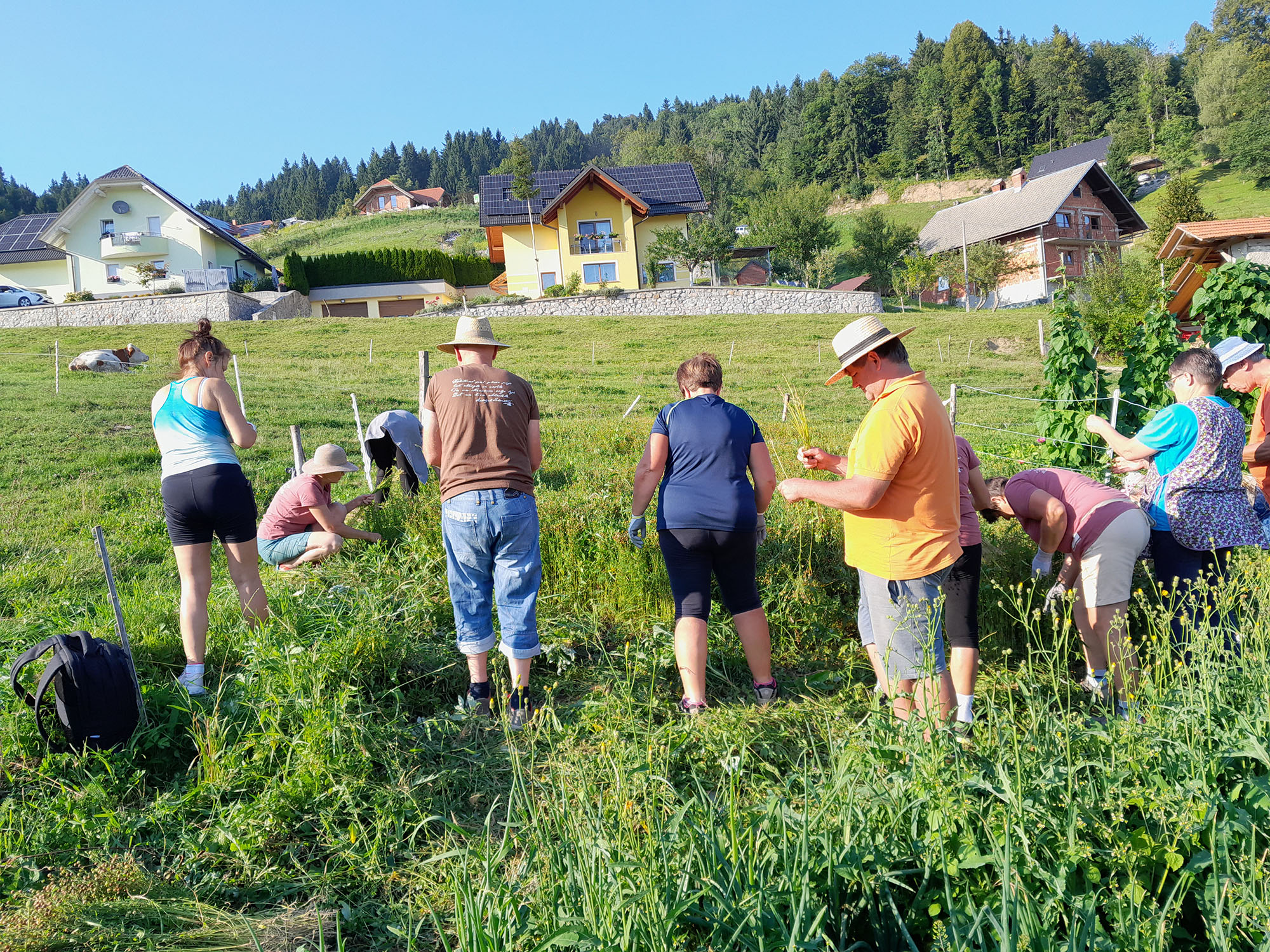 gallery/zelenjavni_vrt_2025/20250811_180441.jpg